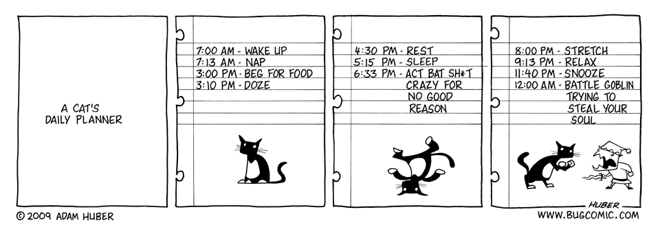 cat's daily routine